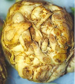 celery root mannerism