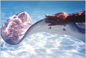 Stringrays